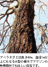 タベブイア・アベラネダエの樹木